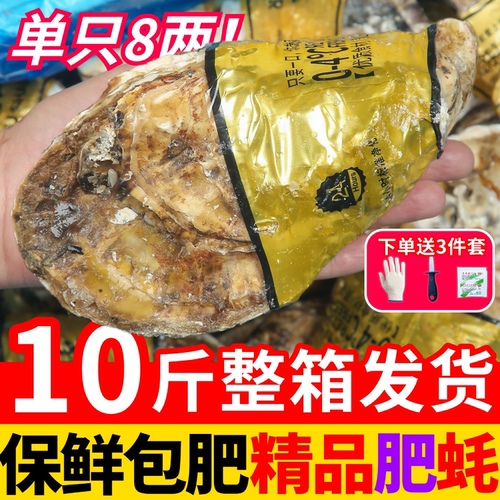 生蚝鲜活10斤带箱海鲜水产