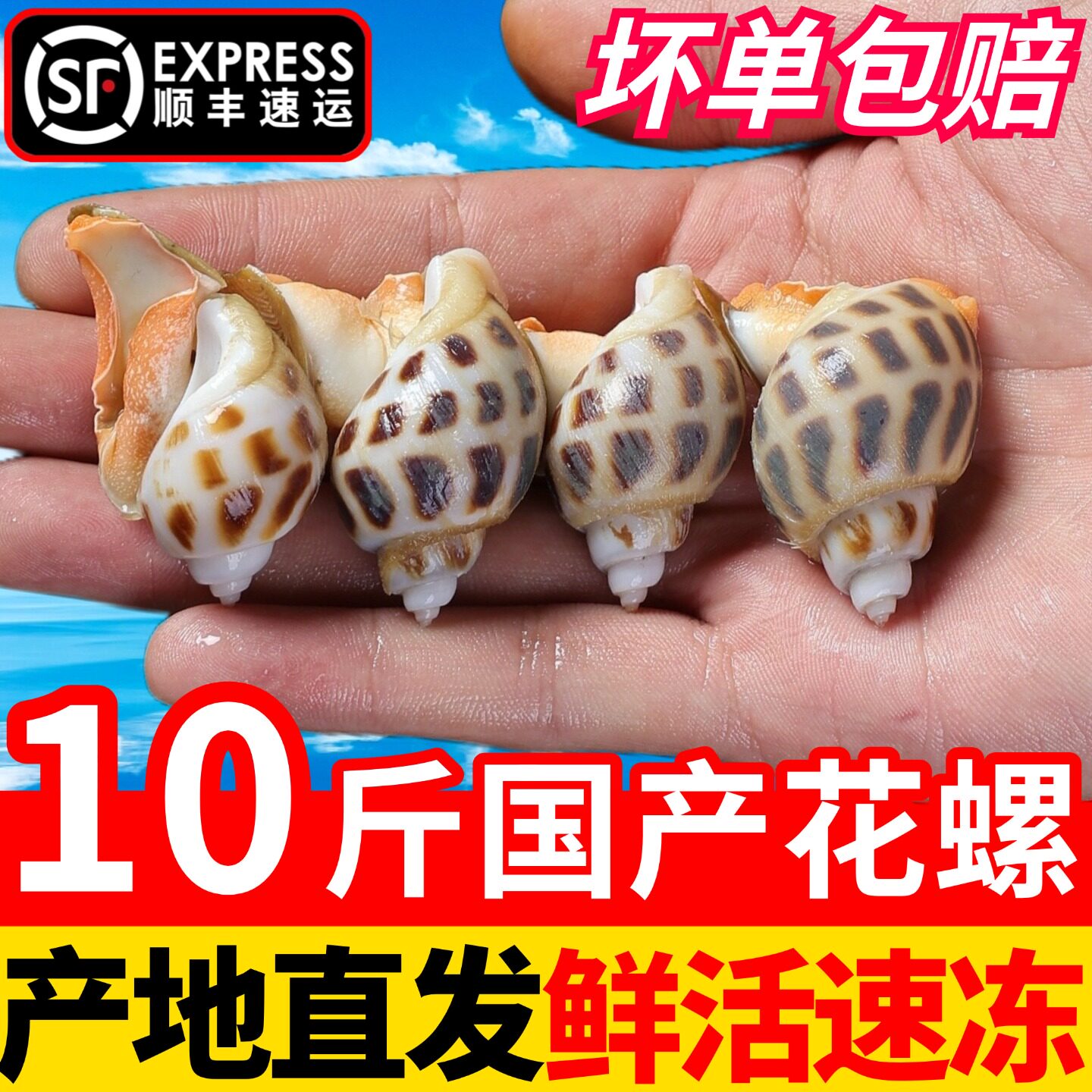 国产花斑花螺鲜活冷冻新鲜海螺香螺小海螺海猪螺海鲜水产贝类海鲜