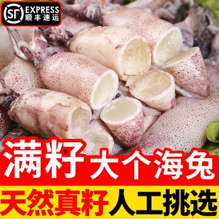 海兔子满籽新鲜活笔管鱼带籽熟海兔全籽乌小鱿鱼整箱商用海鲜水产