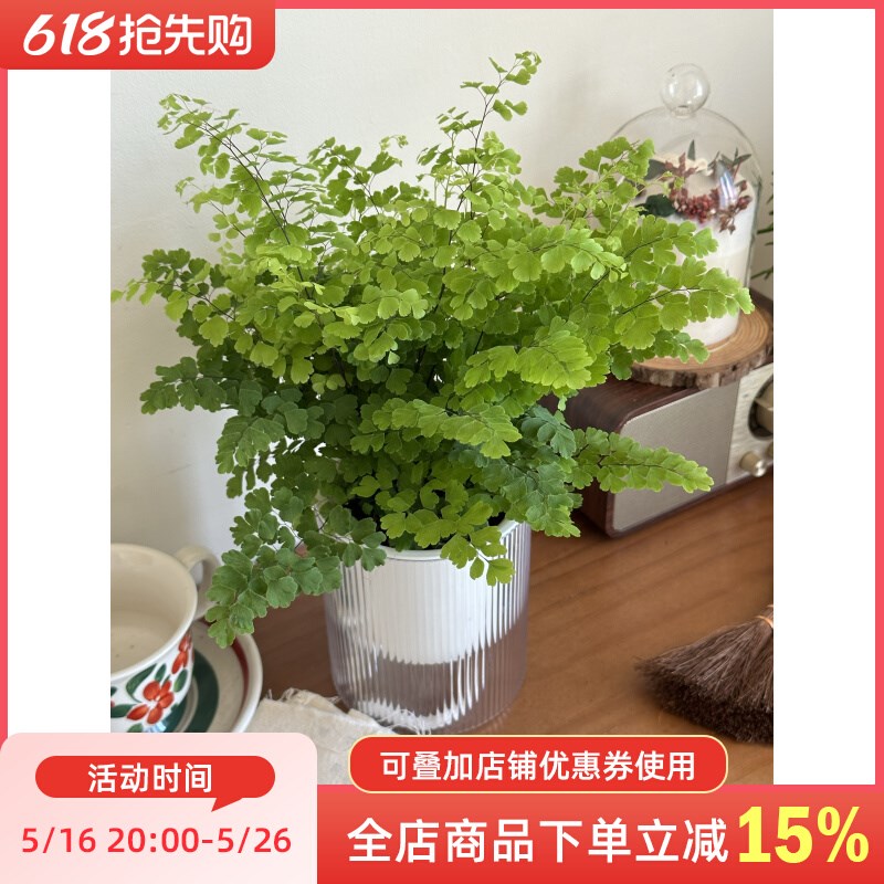 精品铁线蕨盆栽室内耐阴铁丝草办公桌阳台常绿观叶绿植易活