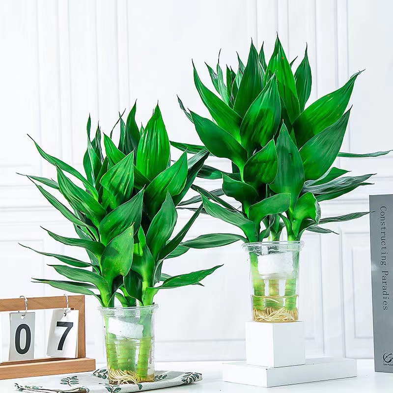 水培绿植富贵竹水养盆栽室内好养带根客厅卧室招财植物办公室花卉