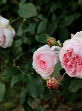 绿园美植  威基伍德 奥斯汀藤本月季粉色抗病庭院花墙拱门爬藤