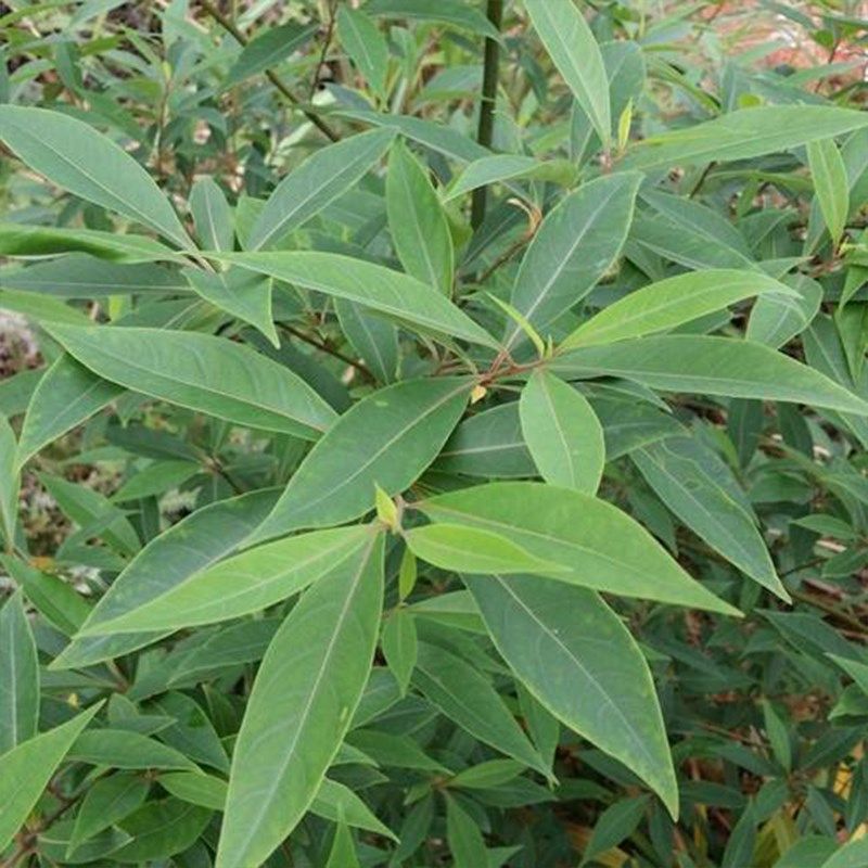 山苍子树苗木姜子山胡椒腊梅柴滑叶树香叶子香料盆景庭院地栽