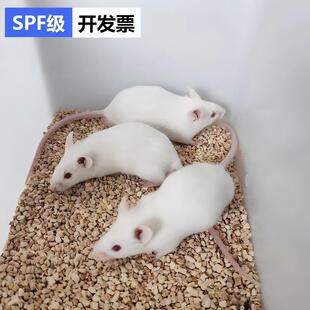 SPF级小鼠大鼠c57balb/cSD大鼠小白鼠无菌鼠
