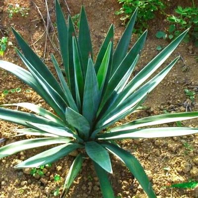 剑麻丝兰凤尾兰苗麻耐寒耐旱观叶花剑麻凤尾兰苗庭院四季常绿植物