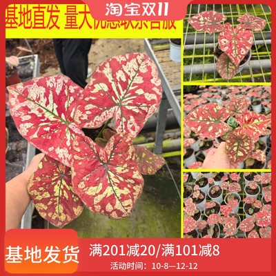 猩红玛丽樱花雨新锦化彩叶芋