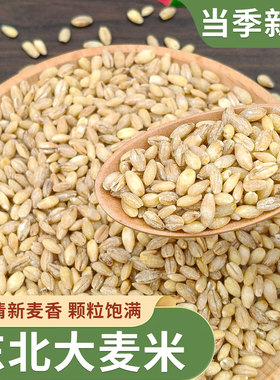 东北大麦米新米农家自种粗粮糙米饭五谷杂粮脱皮大麦仁米5斤煮粥