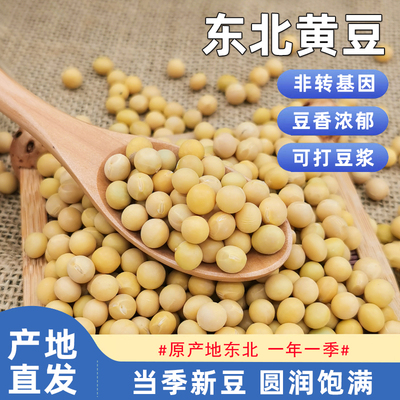 东北黄豆非转基因农家自种植大豆生豆芽打豆浆专用当季五谷杂粮