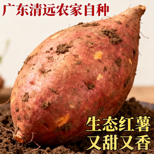广东正宗有机沙地农家自种西瓜红番薯糖心蜜薯地瓜山芋新鲜无添加