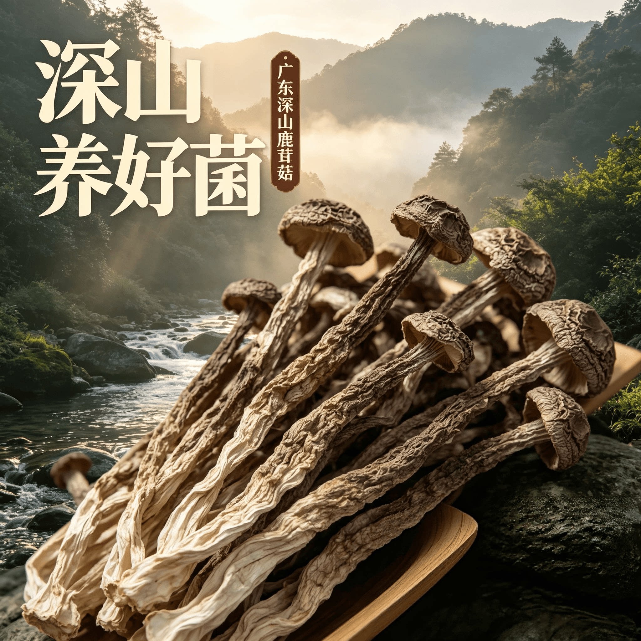 广东高山鹿茸菇干货新鲜正品鹿茸菌特产级干货爽脆批发商用礼500g