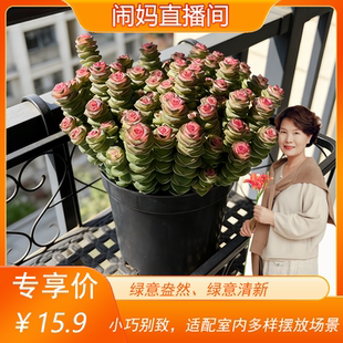 易养活桌面窗台绿植 钱串子多肉盆栽 好养植物 闹妈甄选