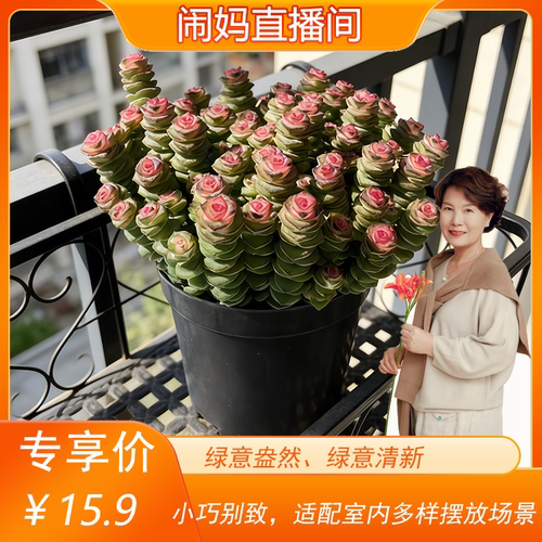 【闹妈甄选】【钱串子多肉盆栽】 易养活桌面窗台绿植 好养植物