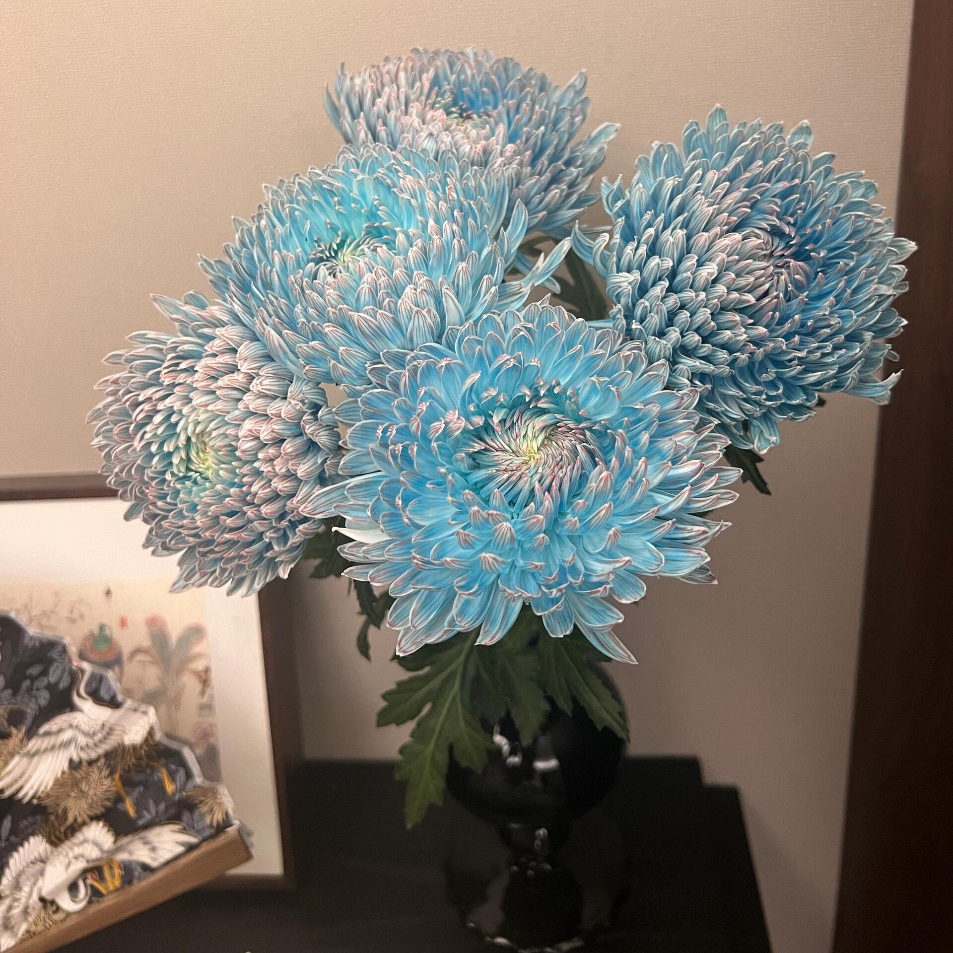 青花瓷牡丹菊鲜花超长花期