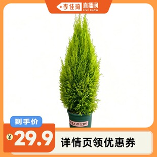 圣诞香松 李佳琦直播间香水香氛节 冬日小盆栽 与花同行