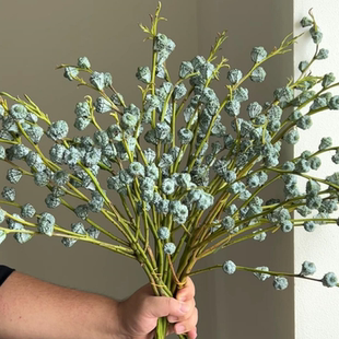 新鲜现采饱满 澳洲银霜尤加利果大果 干花可放 梦森林专属