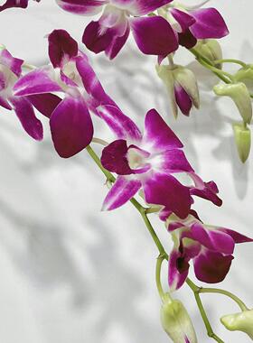 【可乐专属】【紫色洋兰】鲜切花装饰客厅厨房家居摆件点缀简约