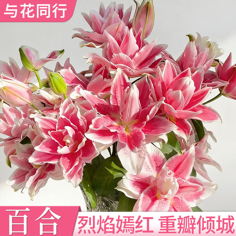 火星之恋重瓣香水百合云南基地直发室内家居水培送礼婚庆鲜花花束