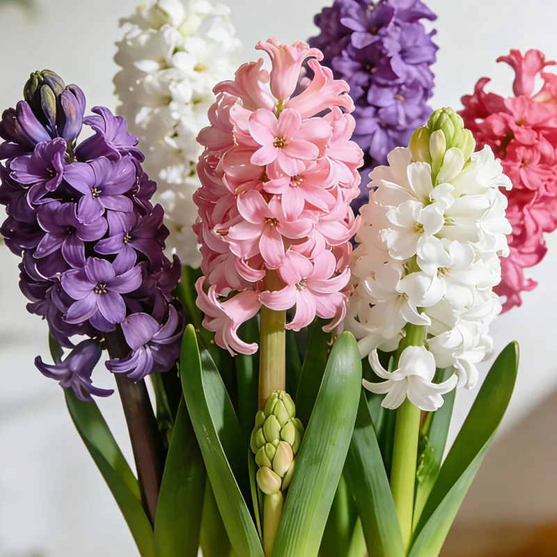 【好红专属】【与花同行】风信子｜带芽发货种球水培四季开花耐寒,鲜花速递/花卉仿真/绿植园艺,花材,淘宝优惠券,粉丝福利购,淘宝优惠卷