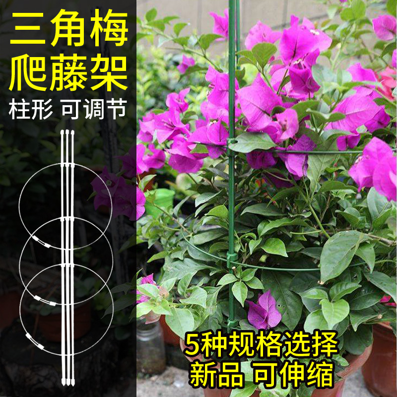 三角梅爬藤架三角梅造型支架阳台专用花架固定支架植物防倒伏支架