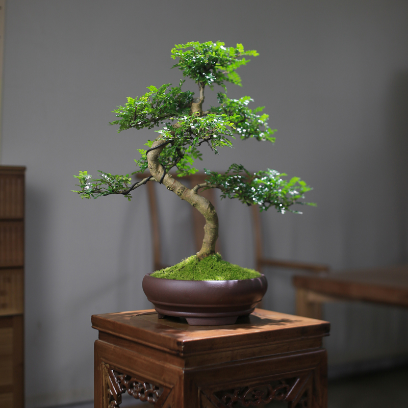 清香型胡椒木耐阴造型老桩盆景室内净化空气好养几架窗台盆栽绿植