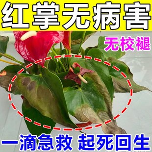 红掌黄叶病专用药叶锈黑斑腐枯叶子枯萎烂根部发霉专用肥料营养液