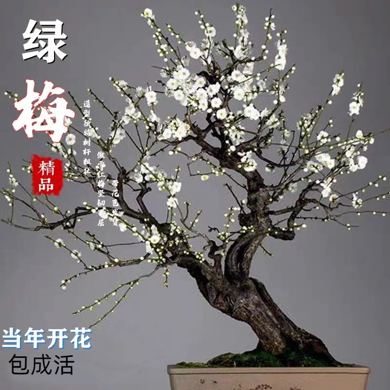 老桩梅花盆栽腊梅红梅盆景树苗耐寒好养活浓香型室内庭院种植花卉