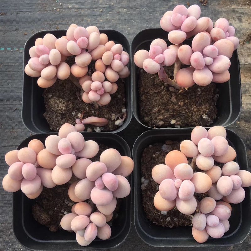 丸叶桃蛋腰子多肉亚美整群命运造型超大老桩老庄粗杆一物一拍盆栽