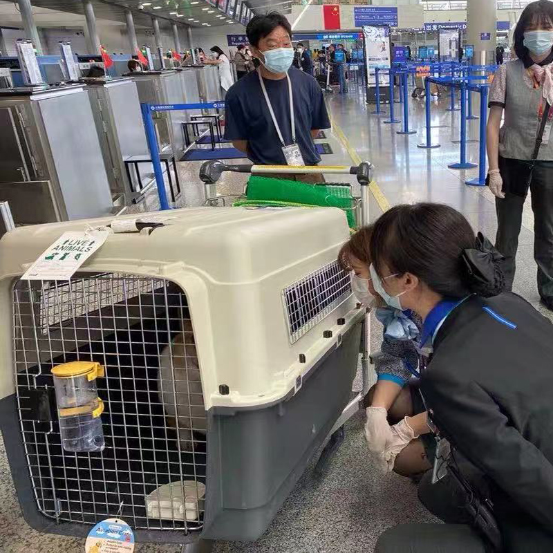 宠物航空箱猫狗大型犬旅行箱飞机托运国际标准空运国航外出猫笼子