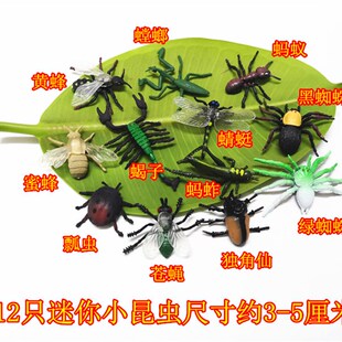 仿童小号a昆虫模型蝴蝶蜜蜂蝎真螳螂蜻蜓蜘蛛蜥蜴瓢虫儿子玩具动