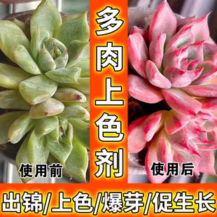 多肉上色剂出锦药水多肉变色药水增色宝剂多肉药锦专用肥料营养液