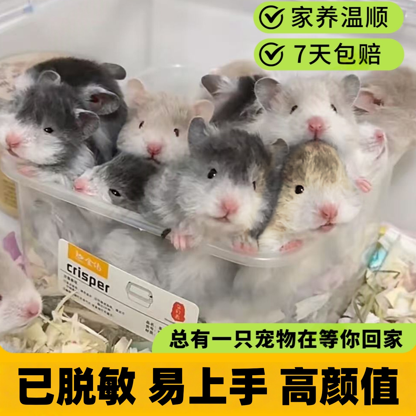 家养波利金丝熊宠物直卷毛稀有卷毛黑火蜜波利活物包邮已打疫苗