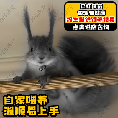 魔王金花黄山松鼠幼儿宠物活体网红幼崽儿童玩偶亲人包上手包健康