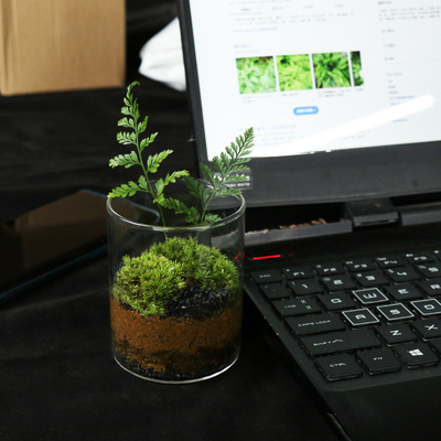 【小蛋糕】微景观桌面创意迷你苔藓植物玻璃花瓶绿植植物盆栽好养