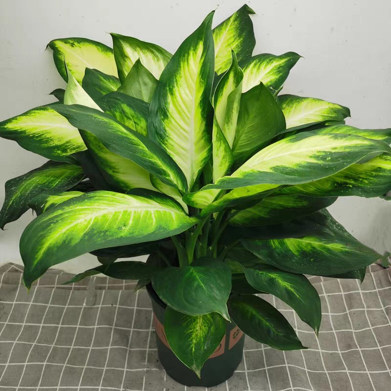 盆栽土培水培植物甲醛克星玛丽安银皇后万年青盆栽绿植净化空气