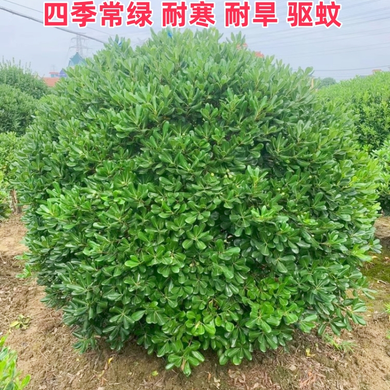 海桐树苗庭院绿化四季常青气味芳香海桐球耐寒植物行道围墙绿篱笆