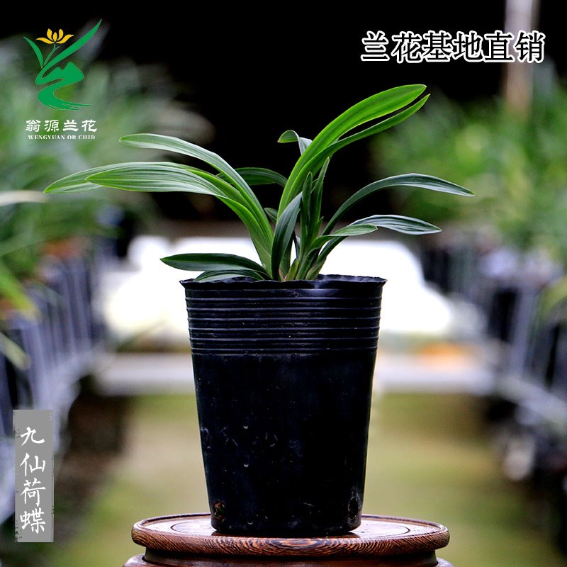 喜花里兰花苗四季建兰矮种九仙荷蝶好养开花浓香室内绿植花卉盆栽