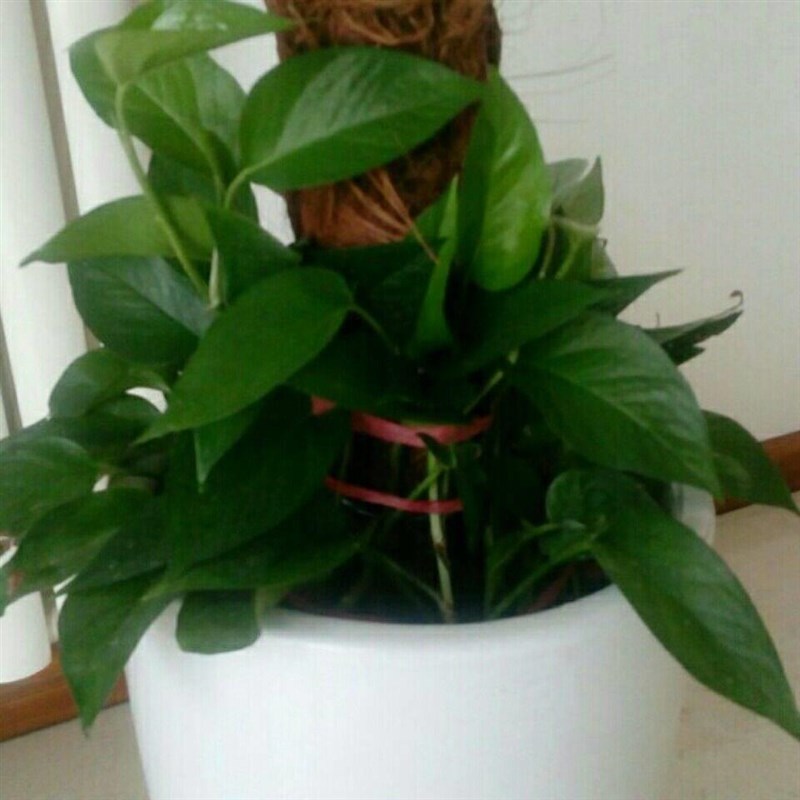 大叶绿萝【十颗插条】包邮柱养爬藤垂盆绿萝苗圆你一个DIY 盆景梦