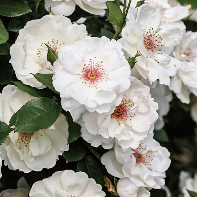 海蒂的花园 杰奎琳杜普蕾直立月季多季节开花抗病阳台庭院盆栽苗