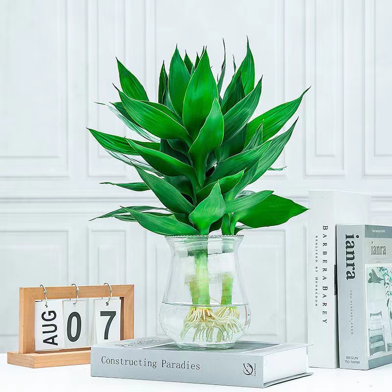 水培绿植富贵竹水养盆栽室内好养带根客厅卧室招财植物办公室花卉