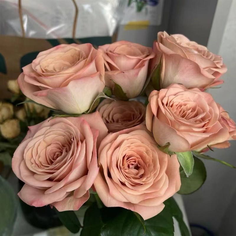 卡布奇诺月季花苗四季可盆栽玫瑰开花特大花藤本花树蔷薇爬藤小苗