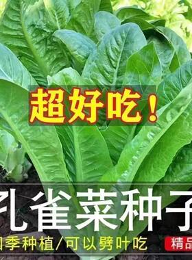 孔雀菜不生虫不打药生吃脆甜高营养直立生菜四季播生菜沙拉菜