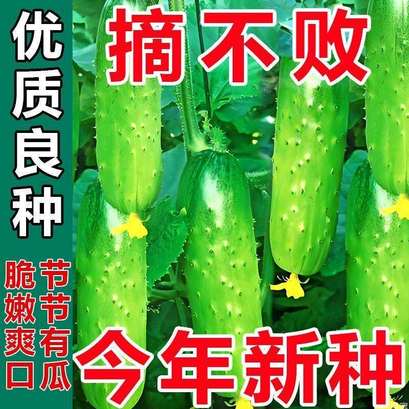 水果黄瓜种子脆甜东北旱黄瓜高产生吃春秋四季农家黄瓜种子大全