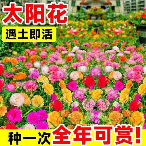 太阳花种子花籽四季播种