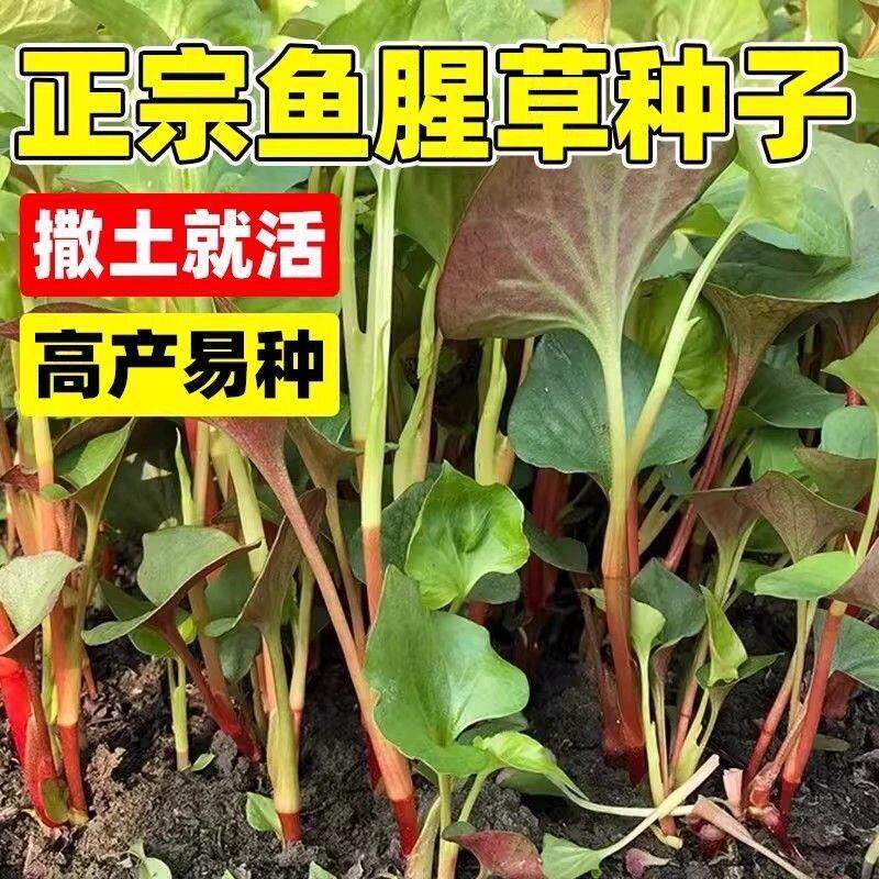 鱼腥草种子折耳根种子四季种植阳台庭院盆栽地载泡沫箱蔬菜种植