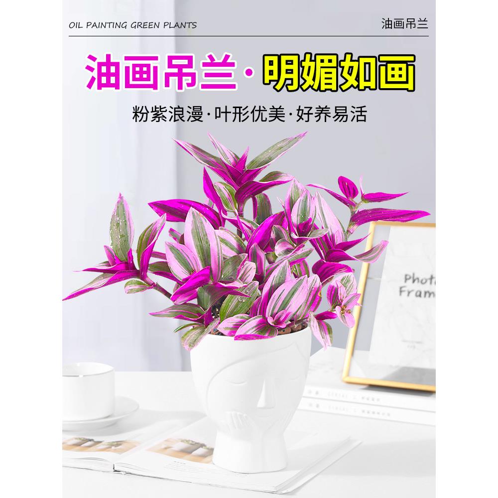 油画婚礼吊兰垂吊植物花卉植物室内花盆栽多肉水培绿植阳台紫露兰