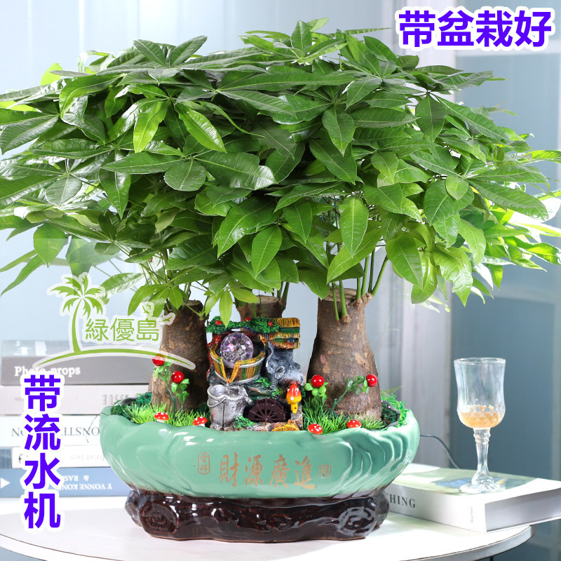 发财树盆景办公室内大型流水机盆栽D绿植物花卉金钱开业桌面大花