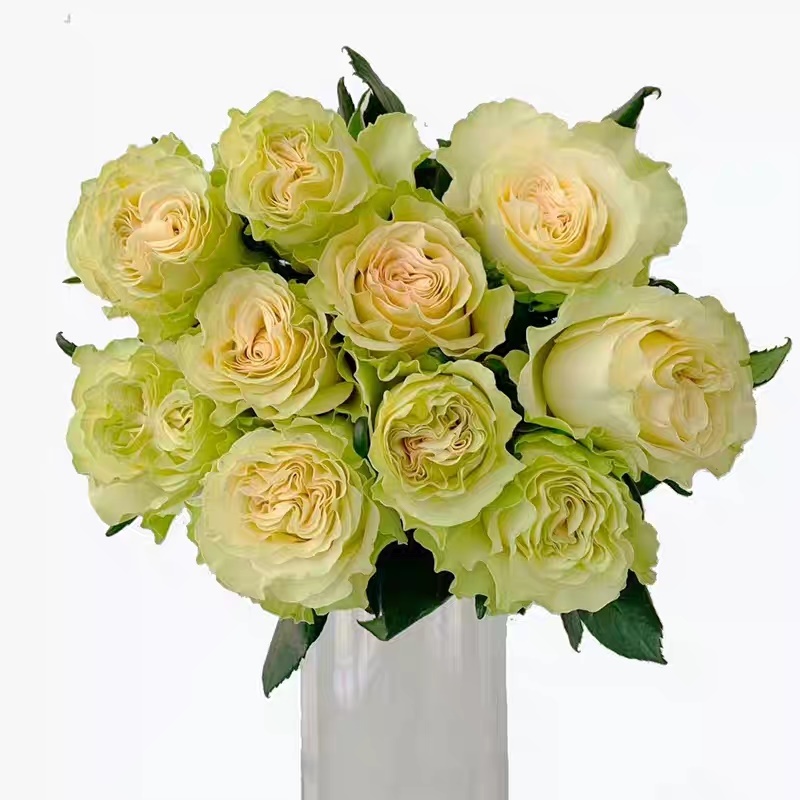 琉璃翠月季花苗特大花玫瑰花苗盆栽四季开花花卉庭院花卉灌木植物