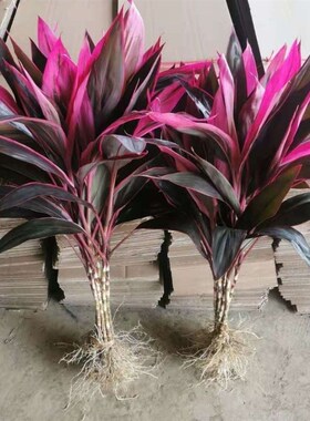 带根紫色鸿运当头富贵竹绿色金边竹绿植盆栽室内花水养