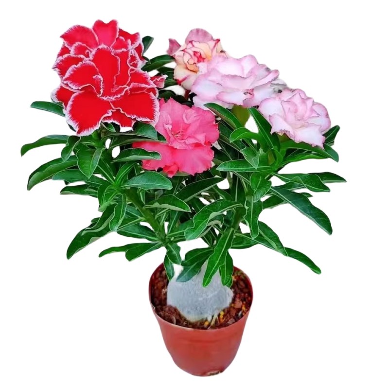 四季开花沙漠玫瑰盆栽重瓣带花苞老桩盆景室内阳台花卉绿植物多肉