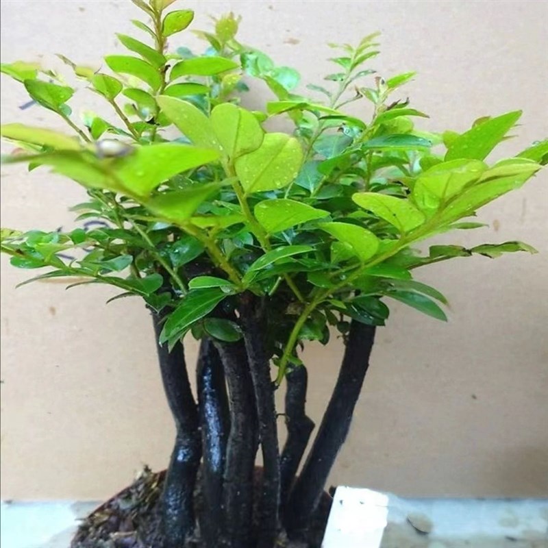 小叶紫檀盆景植物树桩室内客厅桌面盆栽花卉四季常青易养绿植包邮